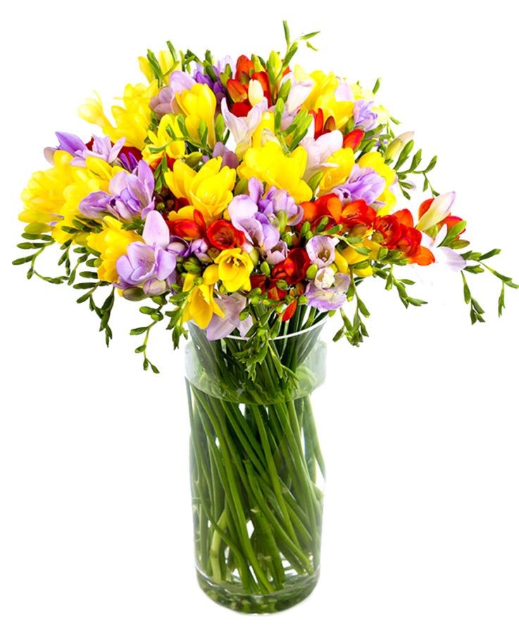 Mixed Freesias - Delivered Flowers Frequent Flowers - Freesias