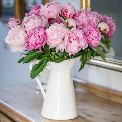 Peonies - Pink