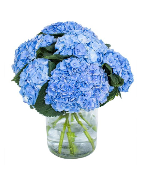 Hydrangea-Margarita-Blue