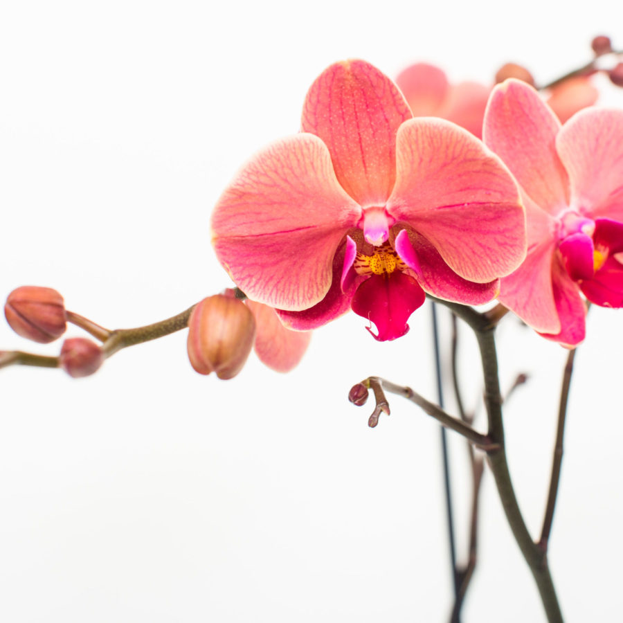 SF001-0107 SF001-0107