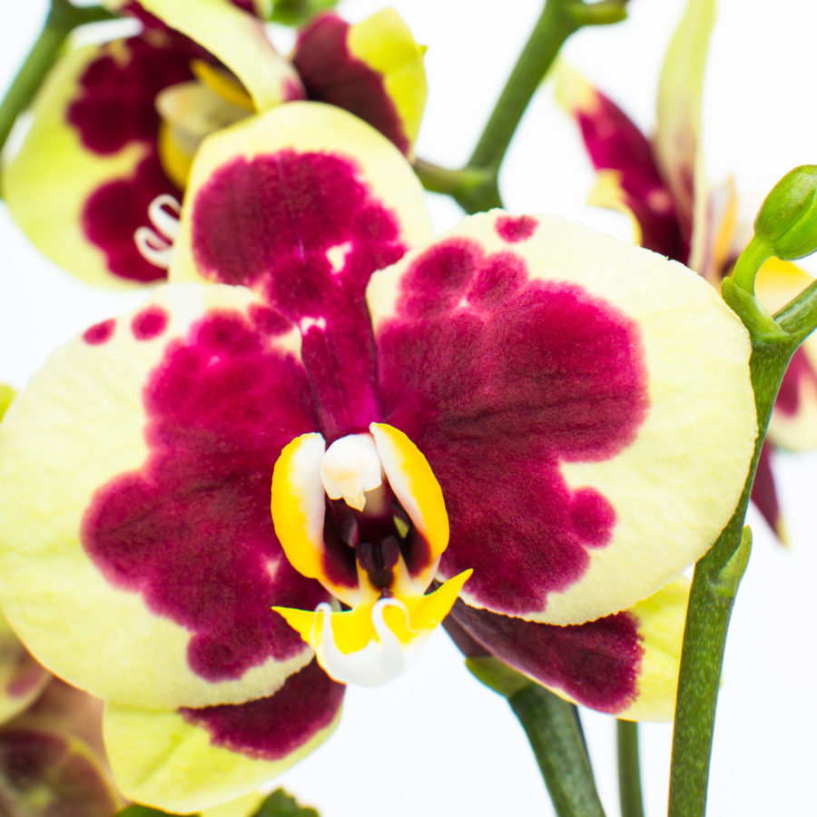 SF001-0113 SF001-0113