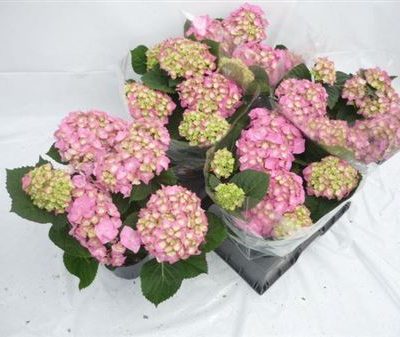 Hydrangea Macro - Light Pink - Bella Roze