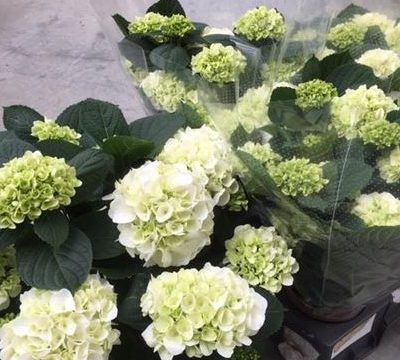 Hydrangea Macro - White Schneeball