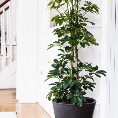 Schefflera Arboricola - Compacta