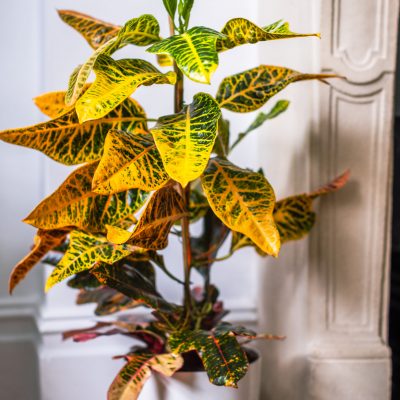 Codiaeum - Variegatum