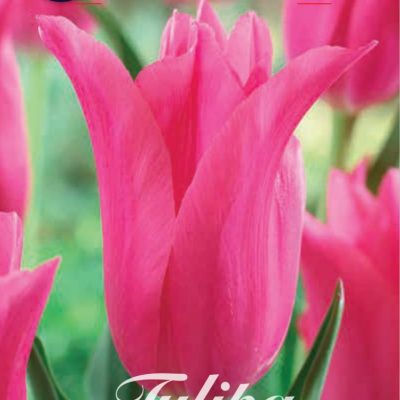 Pink Tulip Bulbs - Pretty Love