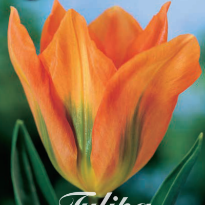 Orange & Green Tulip Bulbs - Orange Emperor