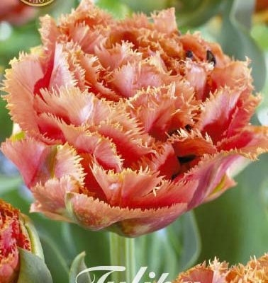 Pink & Orange Tulip Bulbs - Sensual Touch